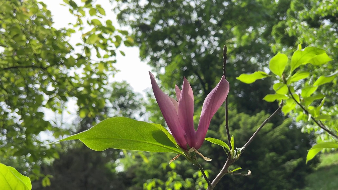 花园里的白玉兰是粉红色的花。视频素材