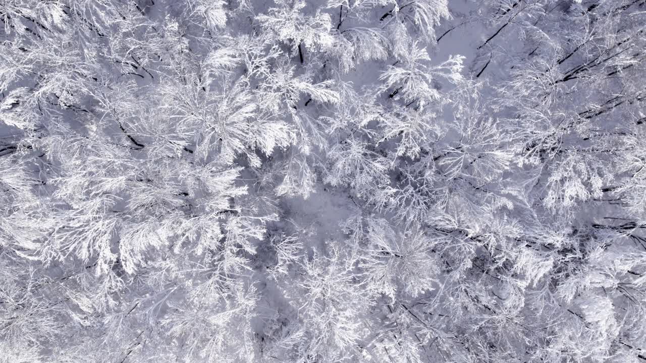 空中无人机飞越冬季森林与白霜视频素材