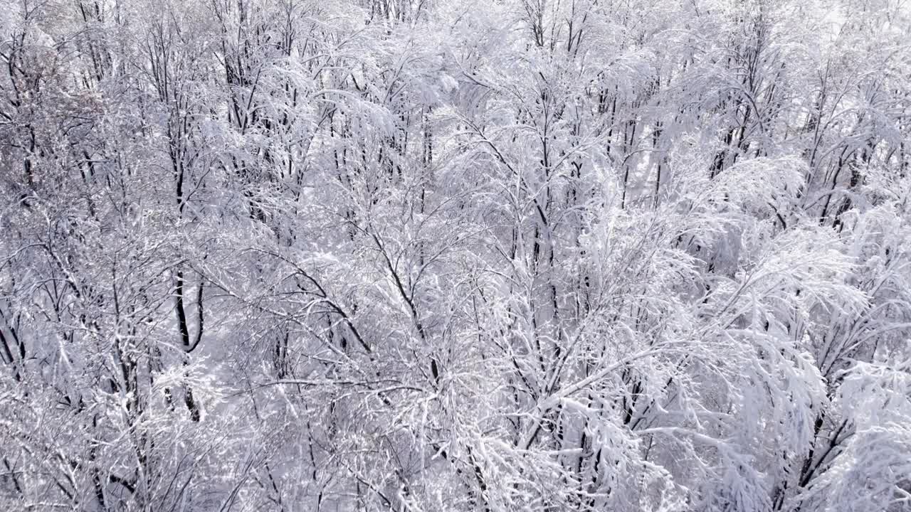 空中无人机飞越冬季森林与白霜视频素材