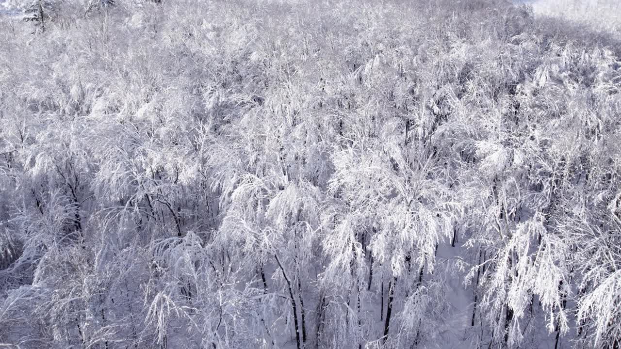 空中无人机飞越冬季森林与白霜视频素材