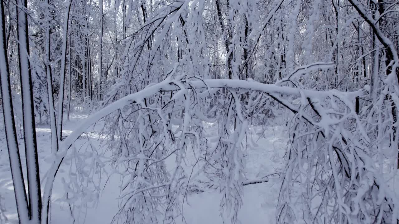 空中无人机飞越冬季森林与白霜视频素材