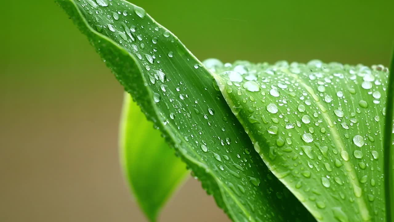 带雨滴的叶子视频素材