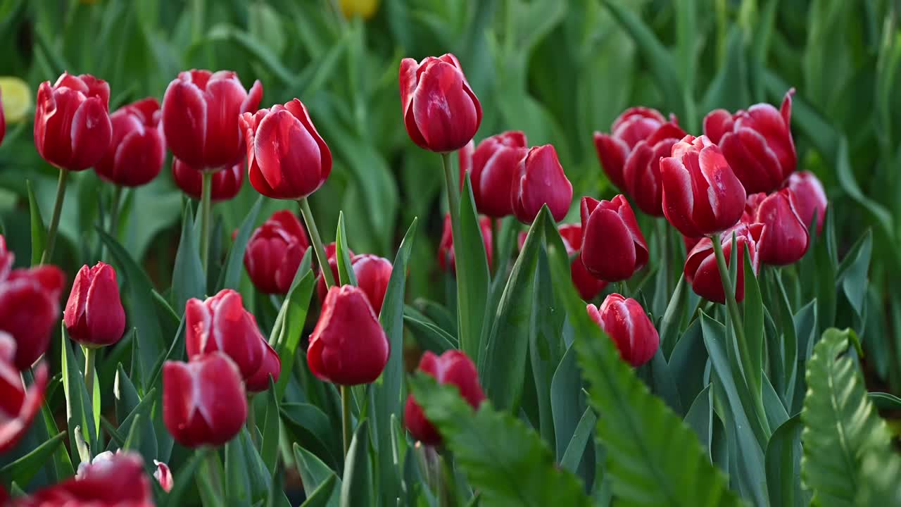 花园里长着红色的郁金香花。视频素材