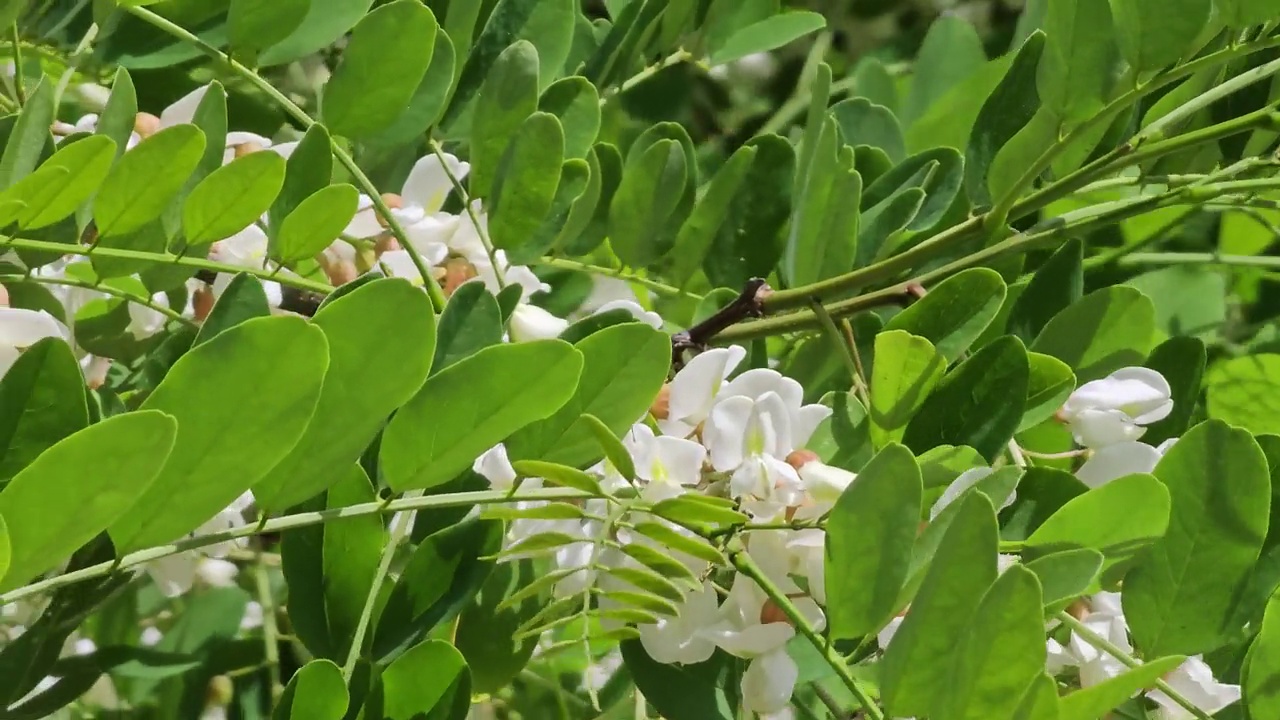 树上白色的金合欢花特写视频素材