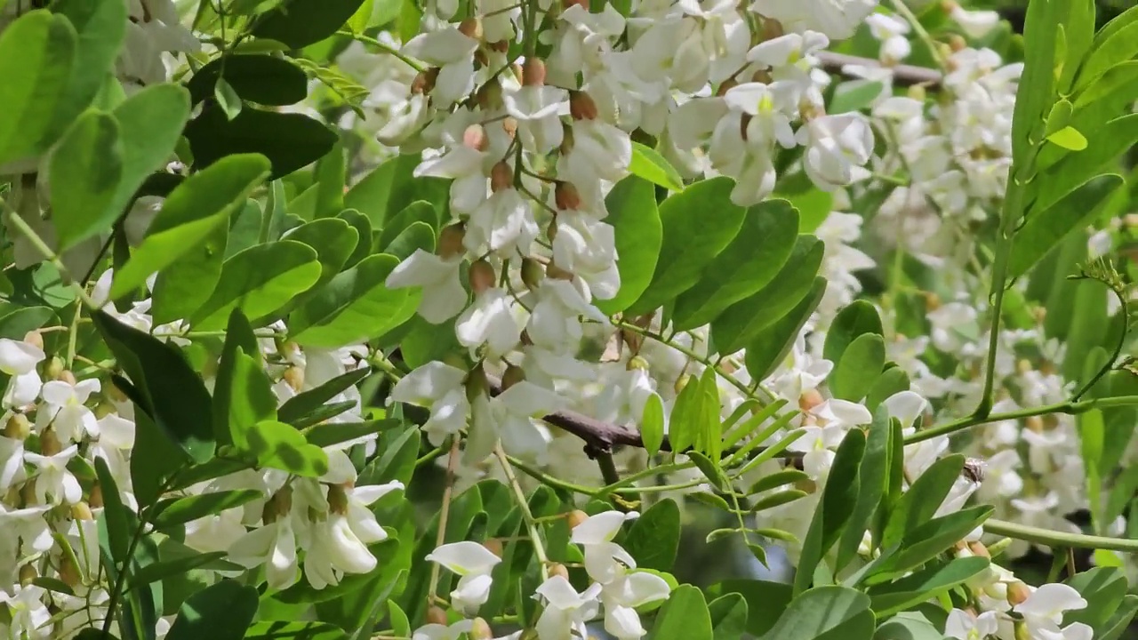 蜜蜂在金合欢花上采集花蜜，特写。视频素材