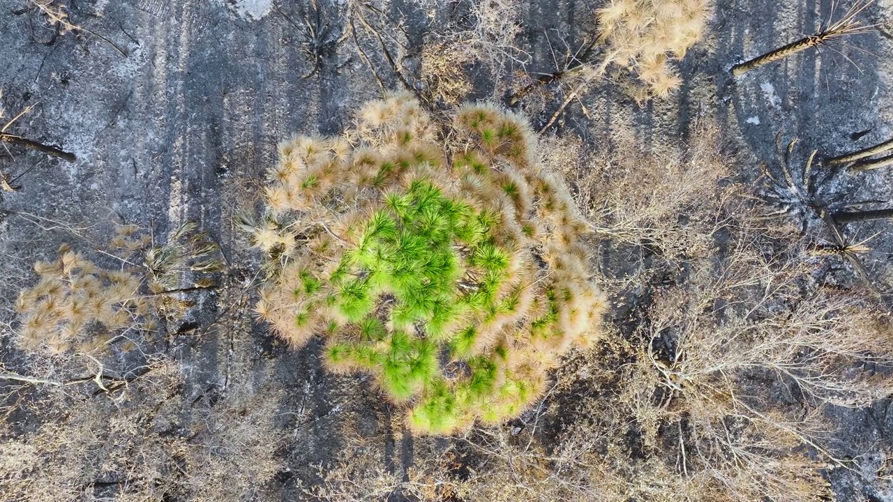 野火过后，被摧毁的森林地面覆盖着灰烬层和烧焦的死植被。自然灾害概念视频素材