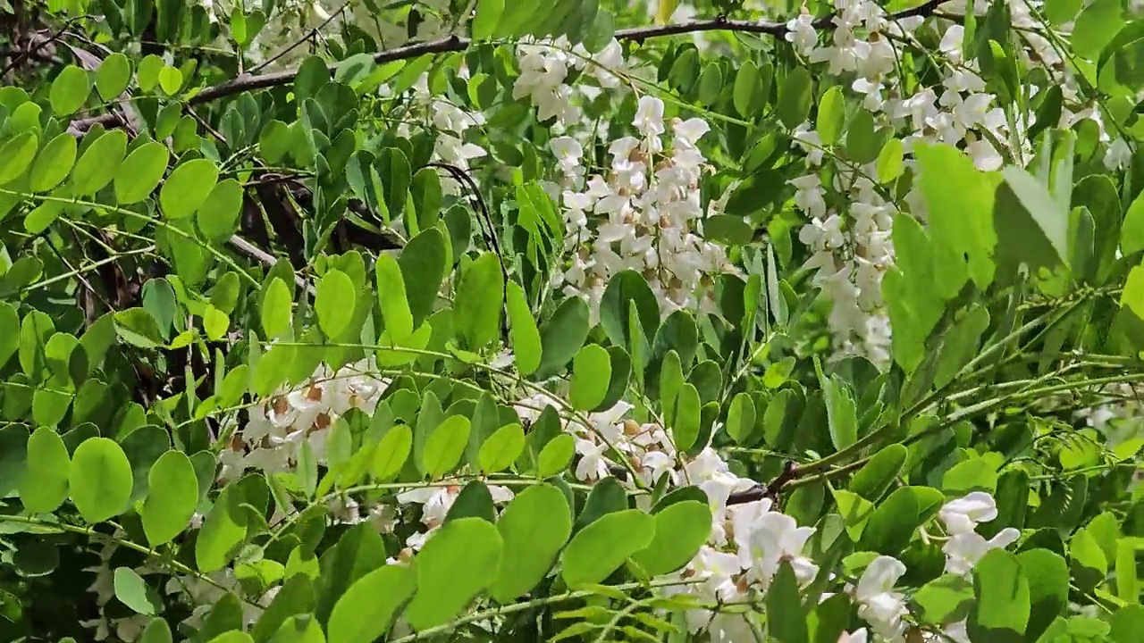 树上白色的金合欢花特写视频素材