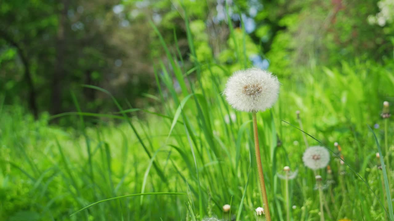 春天绿色的草地上开着黄色的花和白色的蒲公英。移开场景。缓慢的运动。4 k视频下载