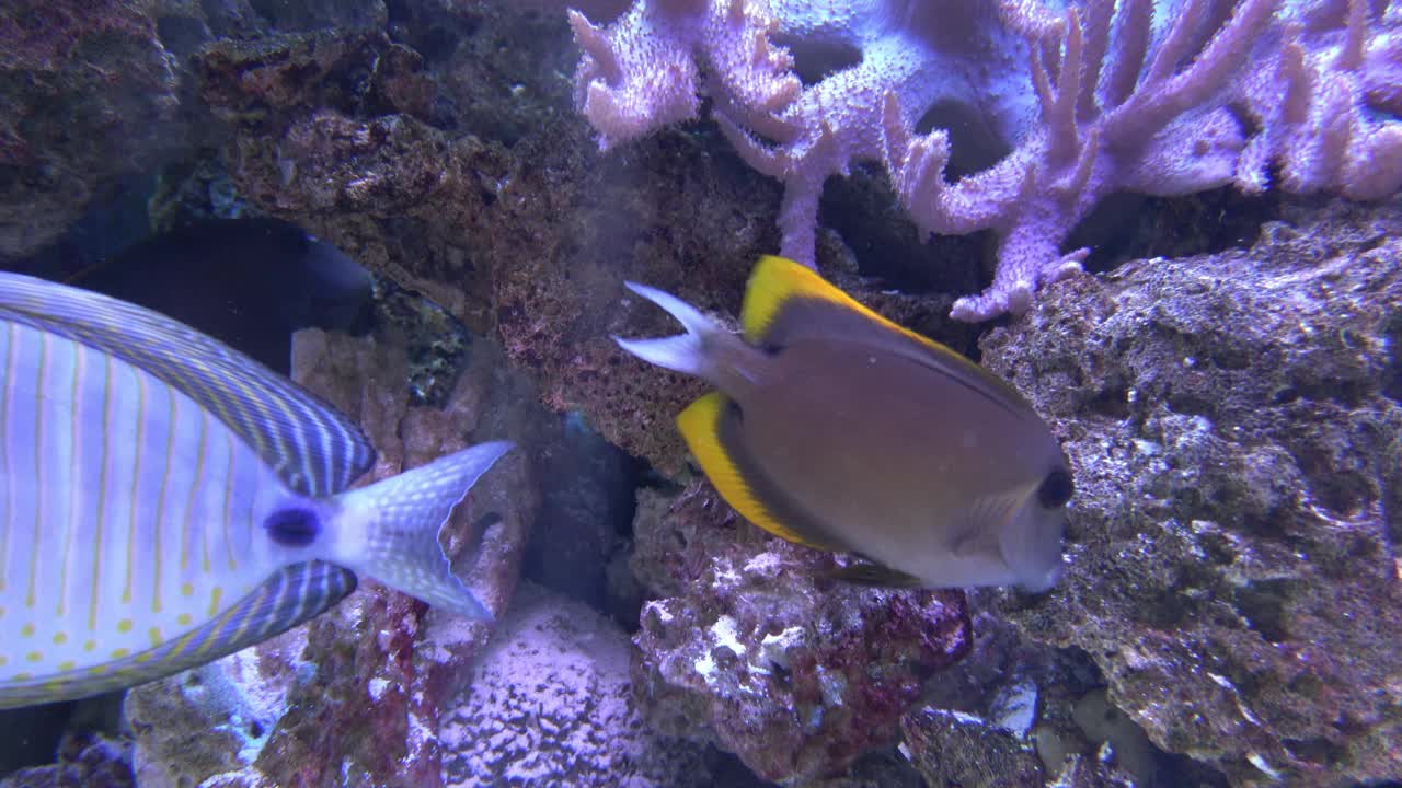 海鱼在水族馆里欣赏美丽的水下风光视频素材