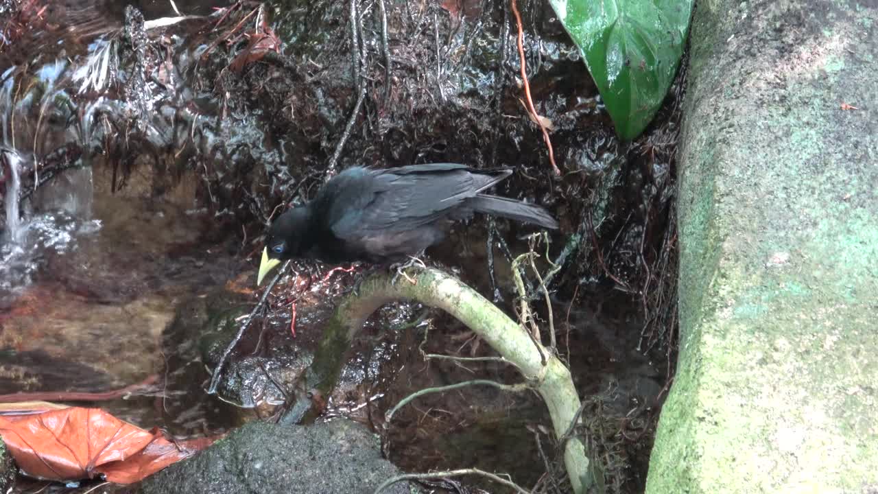 在热带花园里沐浴的黑鸟。Cacicus haemorrhous视频素材