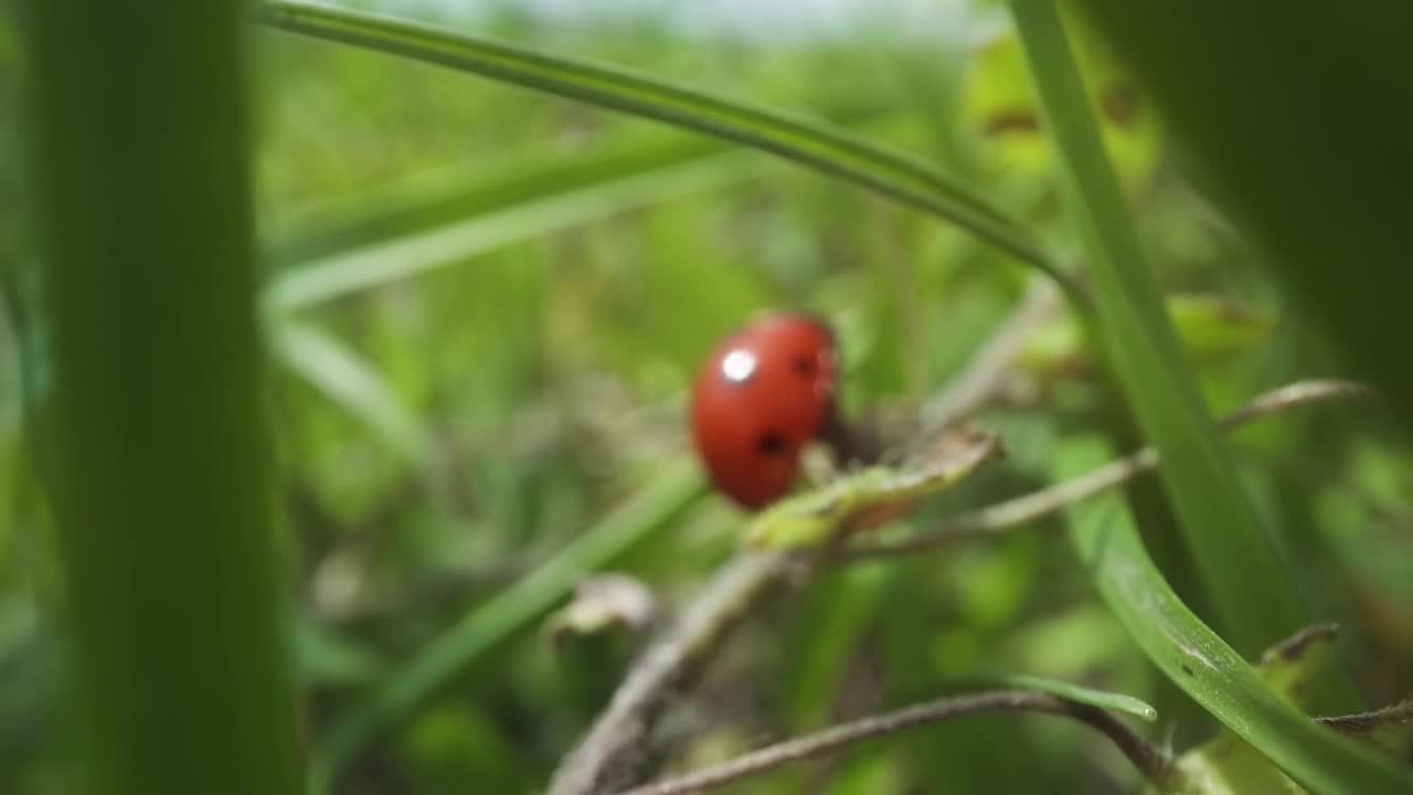 红瓢虫在绿草丛中移动视频素材