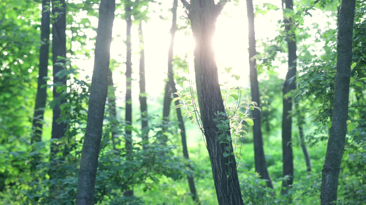 阳光下森林里的树，飞虫视频素材