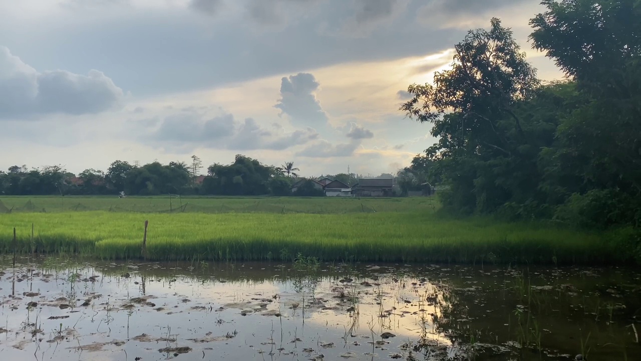 夕阳下乡村绿色水田的景色视频素材