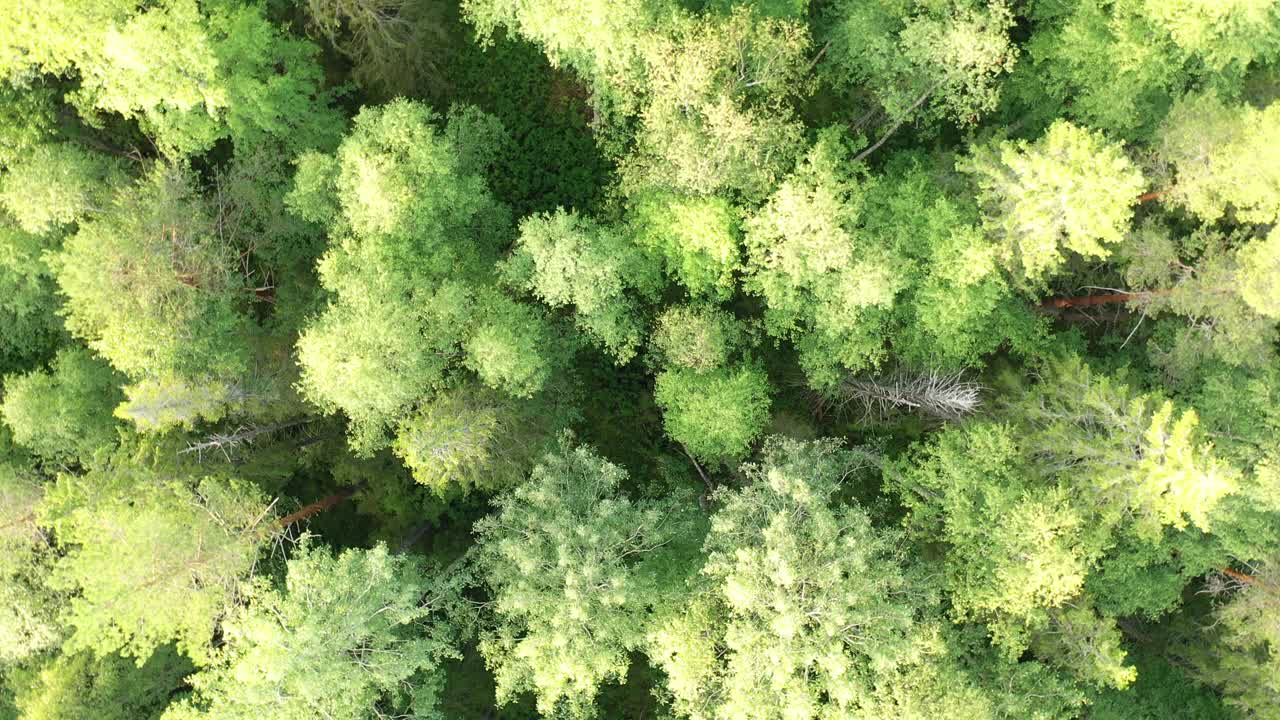 黎明时分飞过美丽的森林视频素材