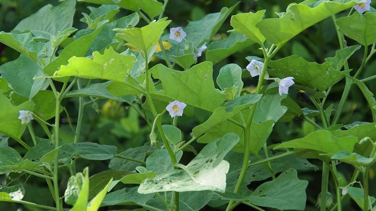 寻找花蜜和花粉的大黄蜂。视频素材