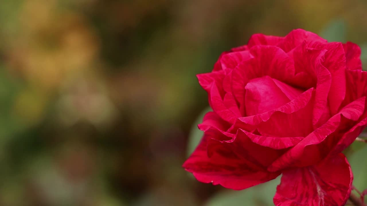 花园里的灌木和玫瑰在秋天的阳光下，玫瑰花蕾在风中，玫瑰绽放视频素材