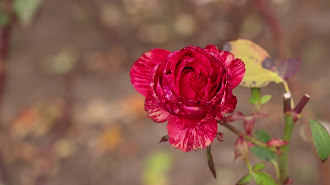 花园里的灌木和玫瑰在秋天的阳光下，玫瑰花蕾在风中，玫瑰绽放视频素材