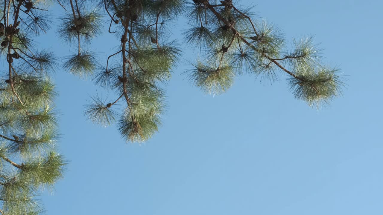 抬头望着苍翠的松枝，风在吹视频素材