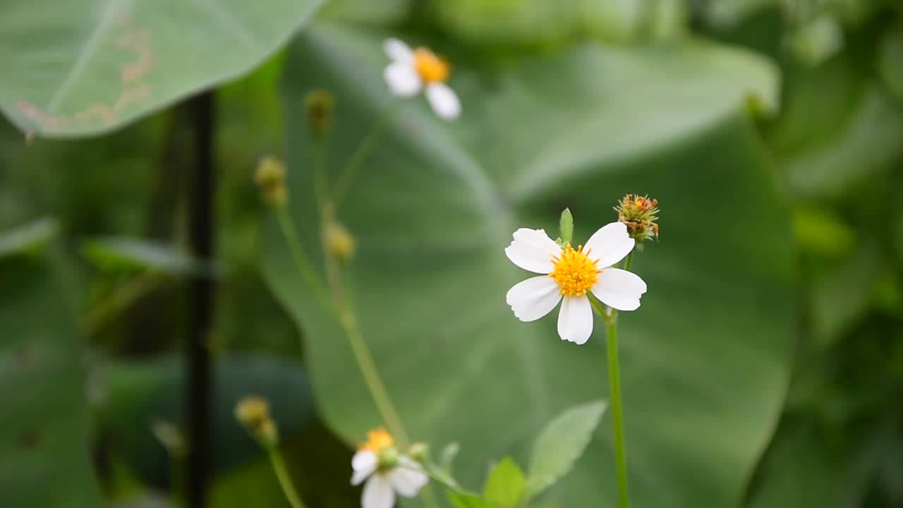 夏天的白花视频素材