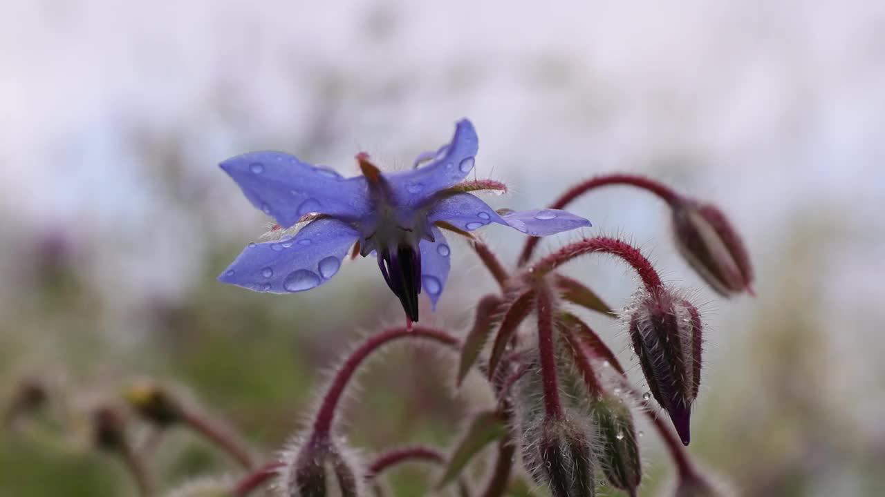 琉璃苣花的美丽特写视频素材