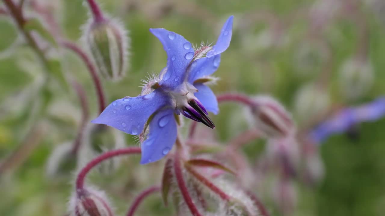 琉璃苣花的美丽特写视频素材