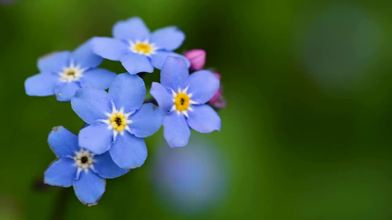 勿忘我花微距蓝色花在绿色背景。盛开的鲜花视频素材