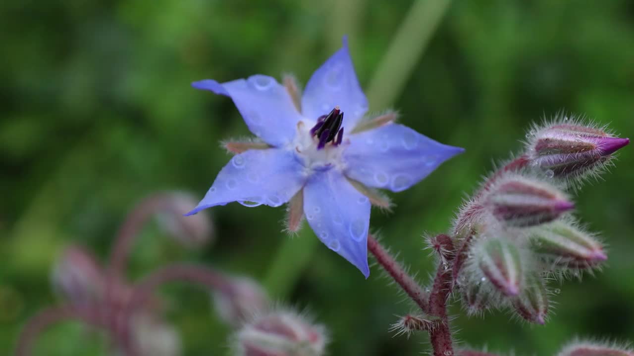 琉璃苣花的美丽特写视频素材