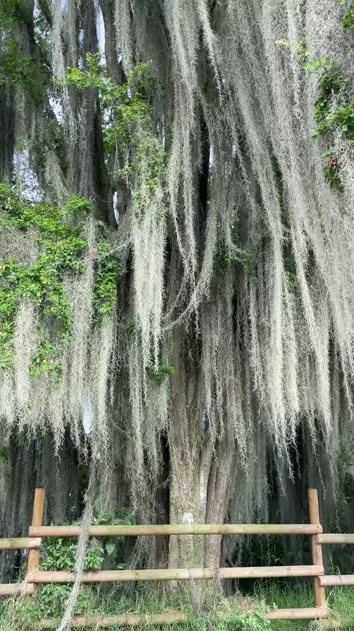 树上挂着被风吹动的地衣。垂直视频。有灰色鬃毛的树。视频素材