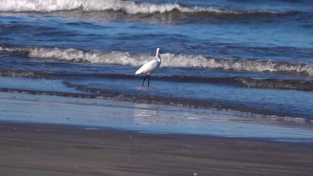 在墨西哥沙滩上，白鹭沿着波浪前钓鱼。视频素材