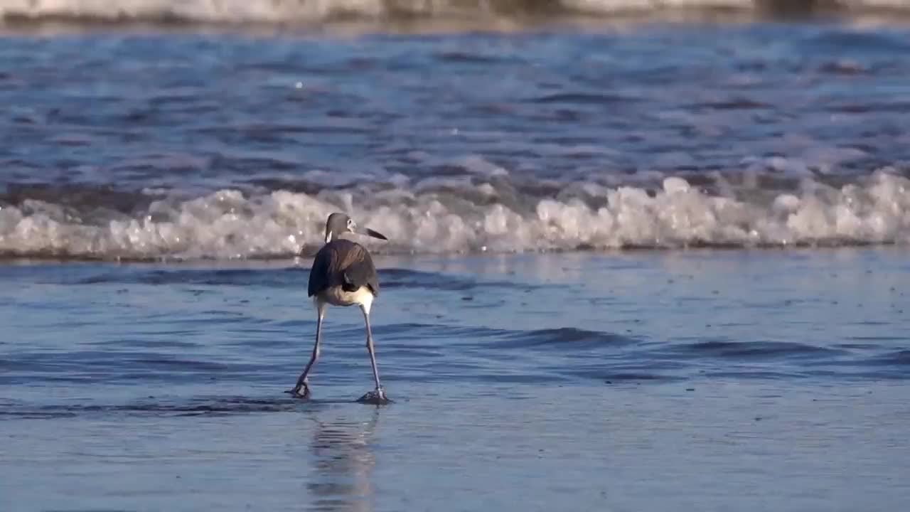 三色苍鹭在墨西哥海滩的海浪中钓鱼。视频素材