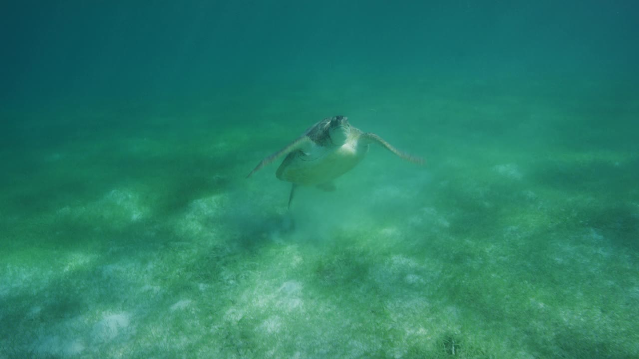 海面上的海龟特写视频素材