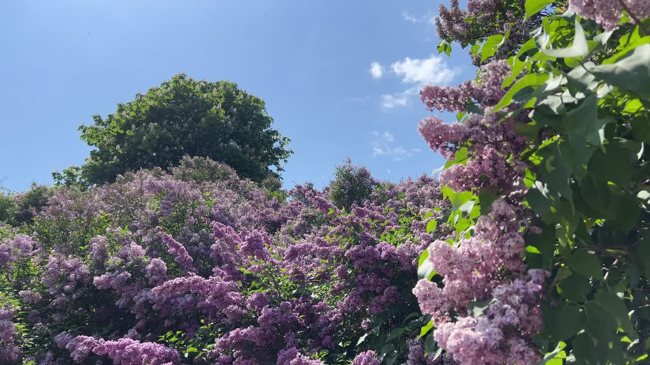 丁香园开着粉红色、紫色、白色的花。视频素材