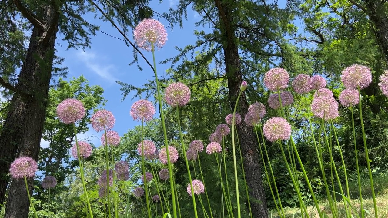 葱属植物，观赏洋葱，夏季花园中美丽的开花球茎。视频素材