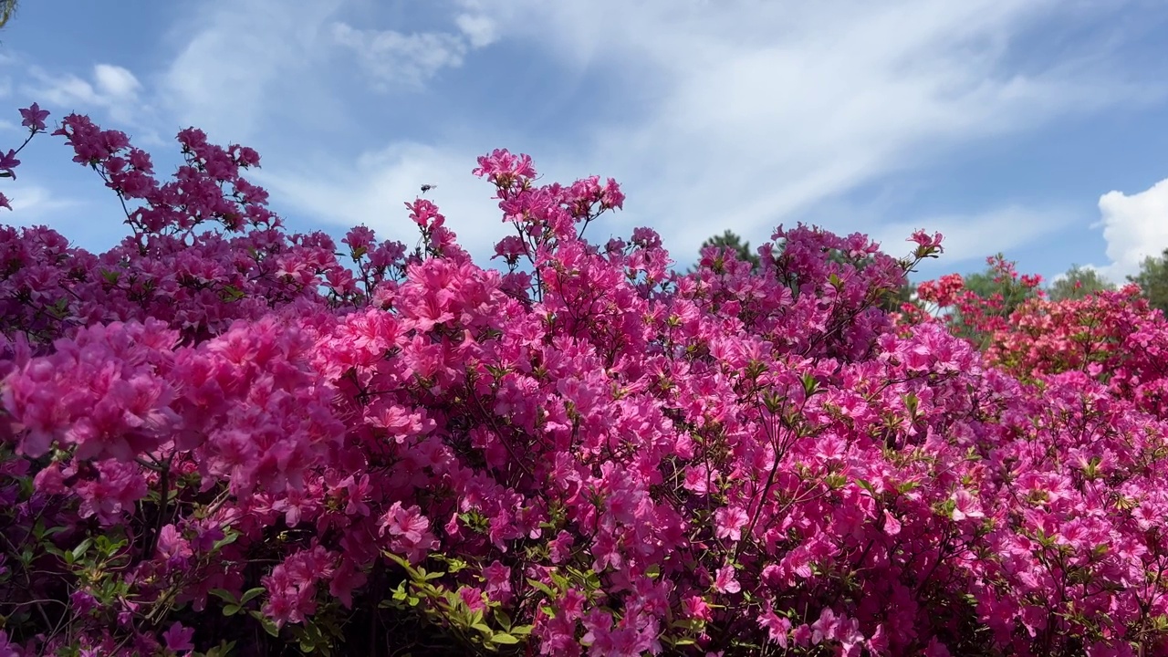 粉红色的花杜鹃花丛和松树在风景秀丽的公园。视频素材