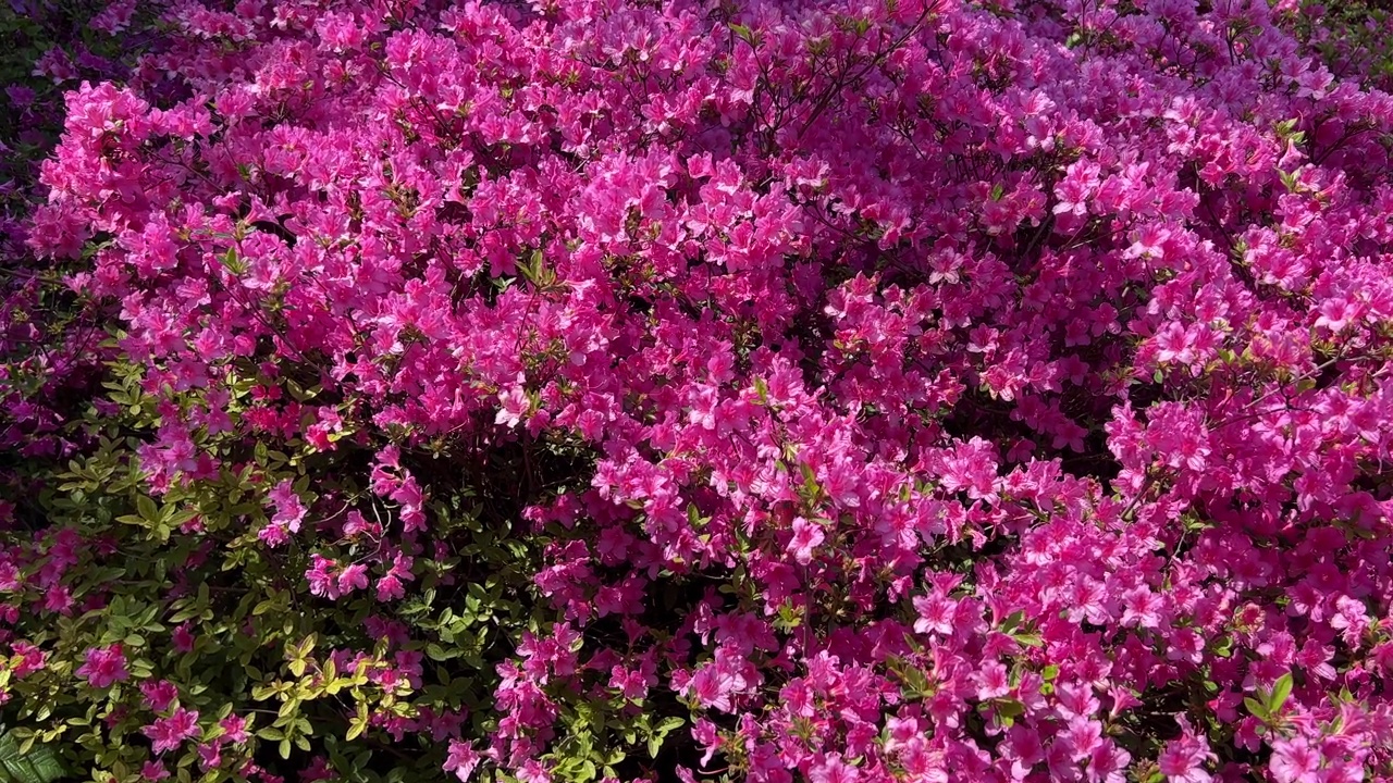 杜鹃花丛粉红紫，杜鹃花盛开。视频素材