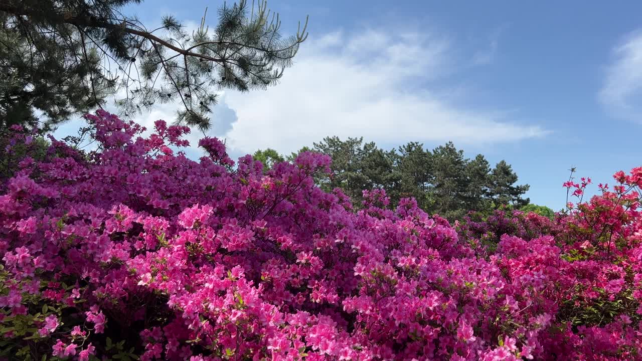 粉红色的花杜鹃花灌木和松树。视频素材