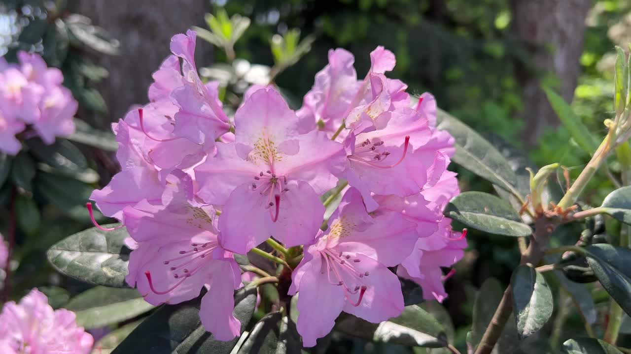 粉色、紫色的杜鹃花、杜鹃花特写。视频素材