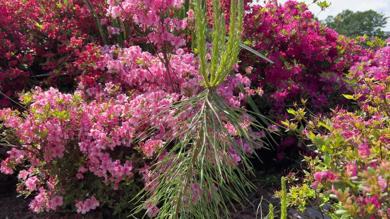 美丽的花朵，粉红色，紫色，红色，杜鹃花，灌木和松树在公园里。视频素材