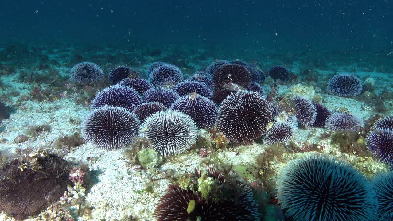 水下的自然——海胆生活在海底视频素材