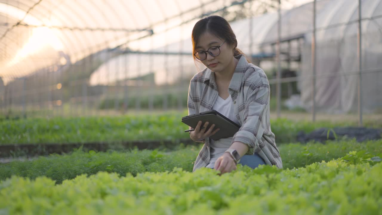 年轻的女农民用数码平板电脑检查和监测有机蔬菜农产品视频素材