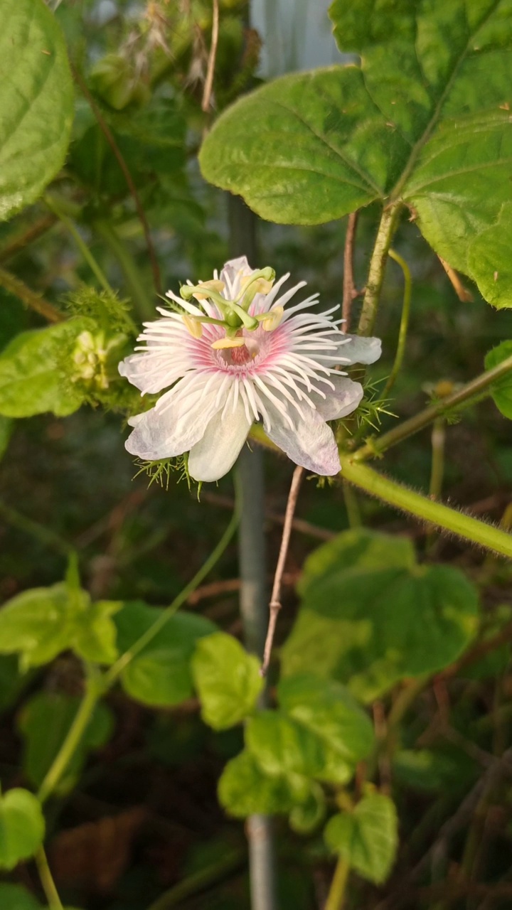 西番莲花视频素材