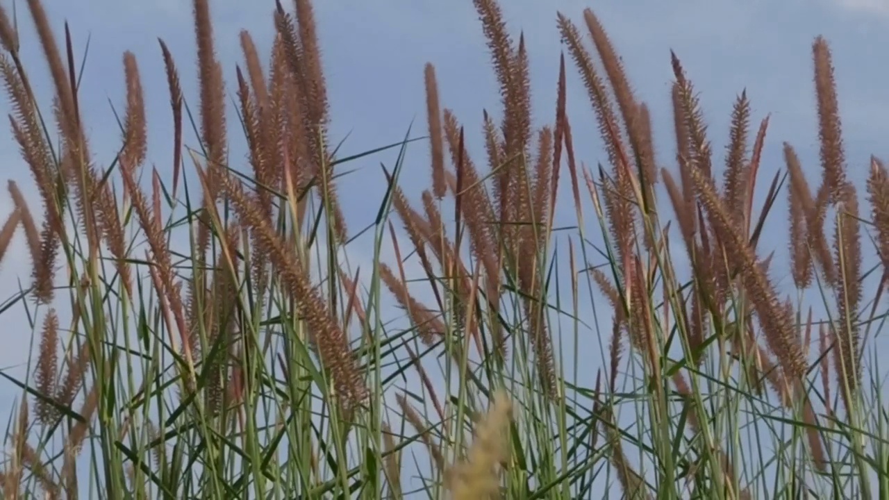 金黄草视频素材