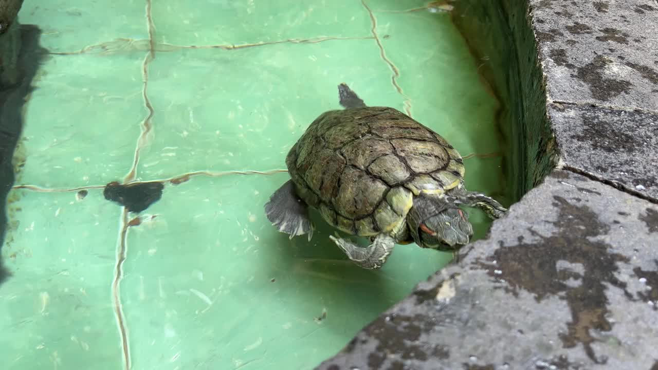 红耳龟在鱼池里游泳视频素材