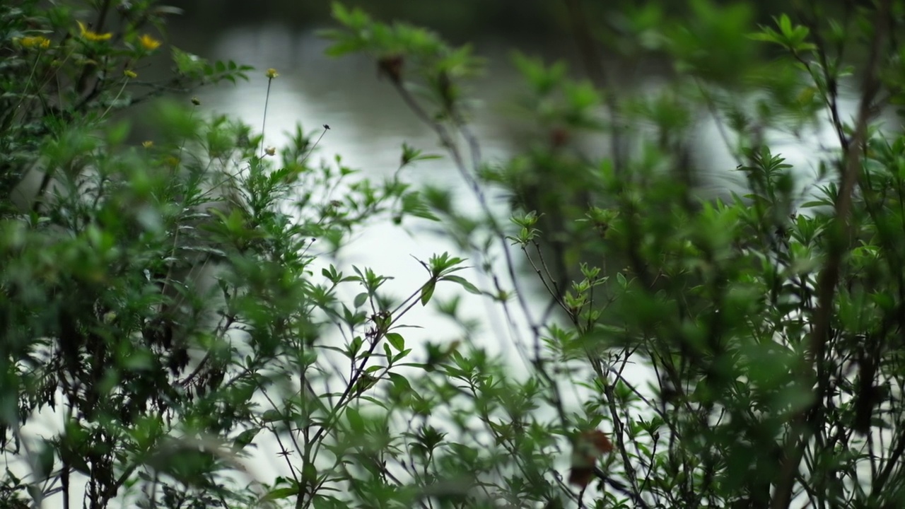 花园池塘边的绿叶。模糊池塘背景上的绿色植物。自然背景。视频素材