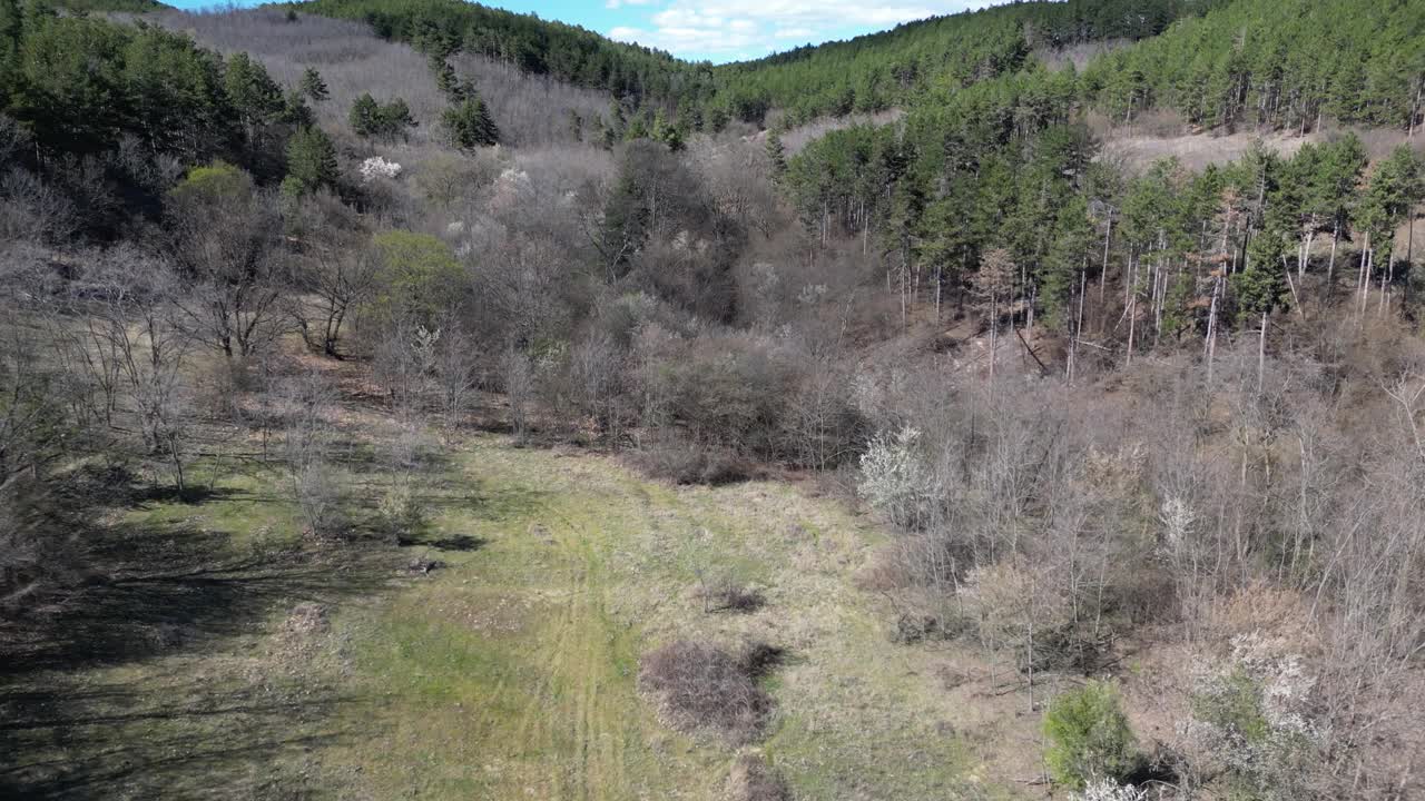 无人机场景在绿色的田野和树木与绿色植被树山在夏天视频素材