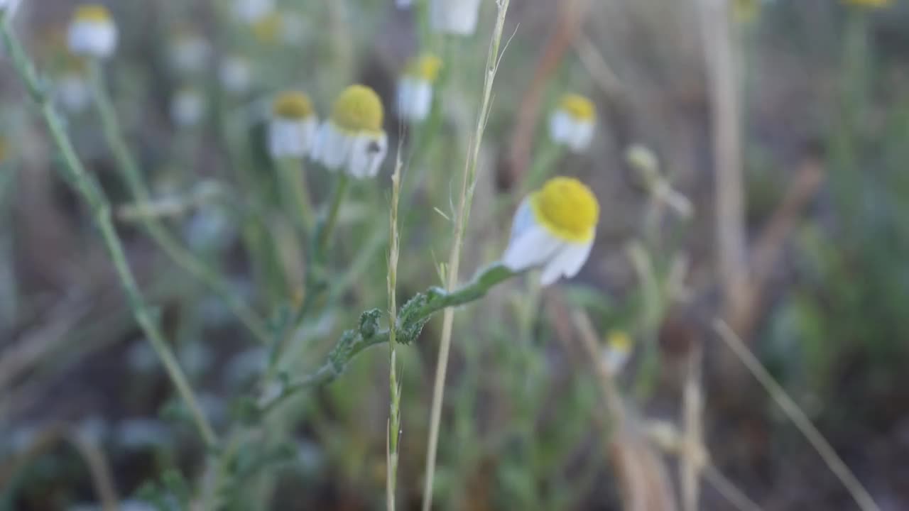 黄色雏菊花瓣的浅焦点在田野与模糊的背景视频素材