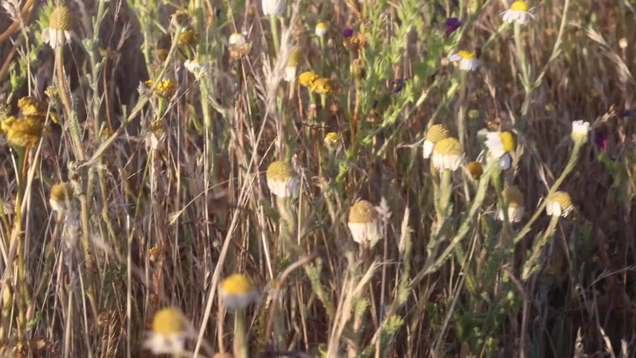 黄色雏菊花瓣的浅焦点在阳光下的田野视频素材