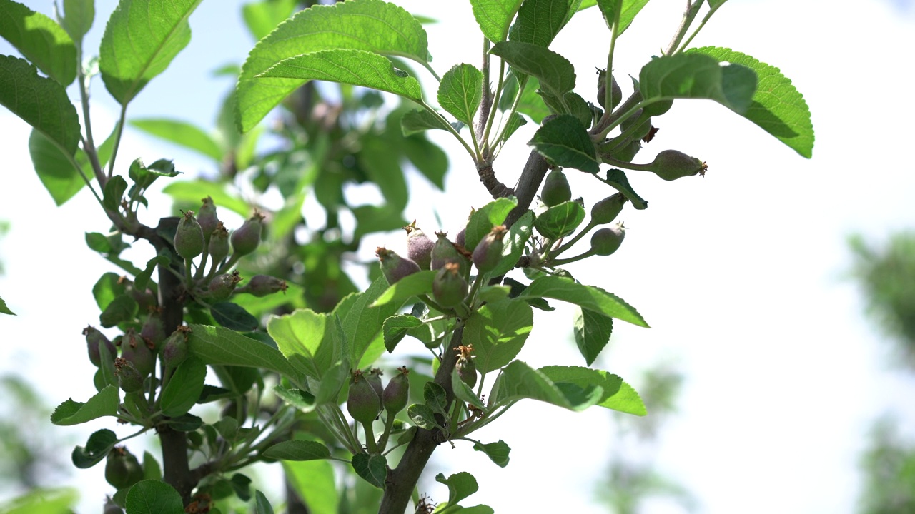 一棵盛开的苹果树树枝上的花蕾、花朵和绿色的嫩叶。视频素材