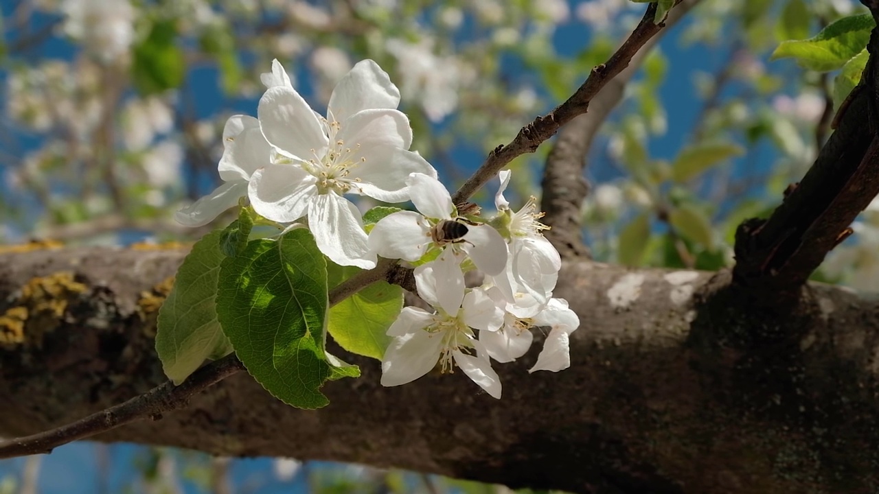 苹果花上的野蜜蜂视频素材