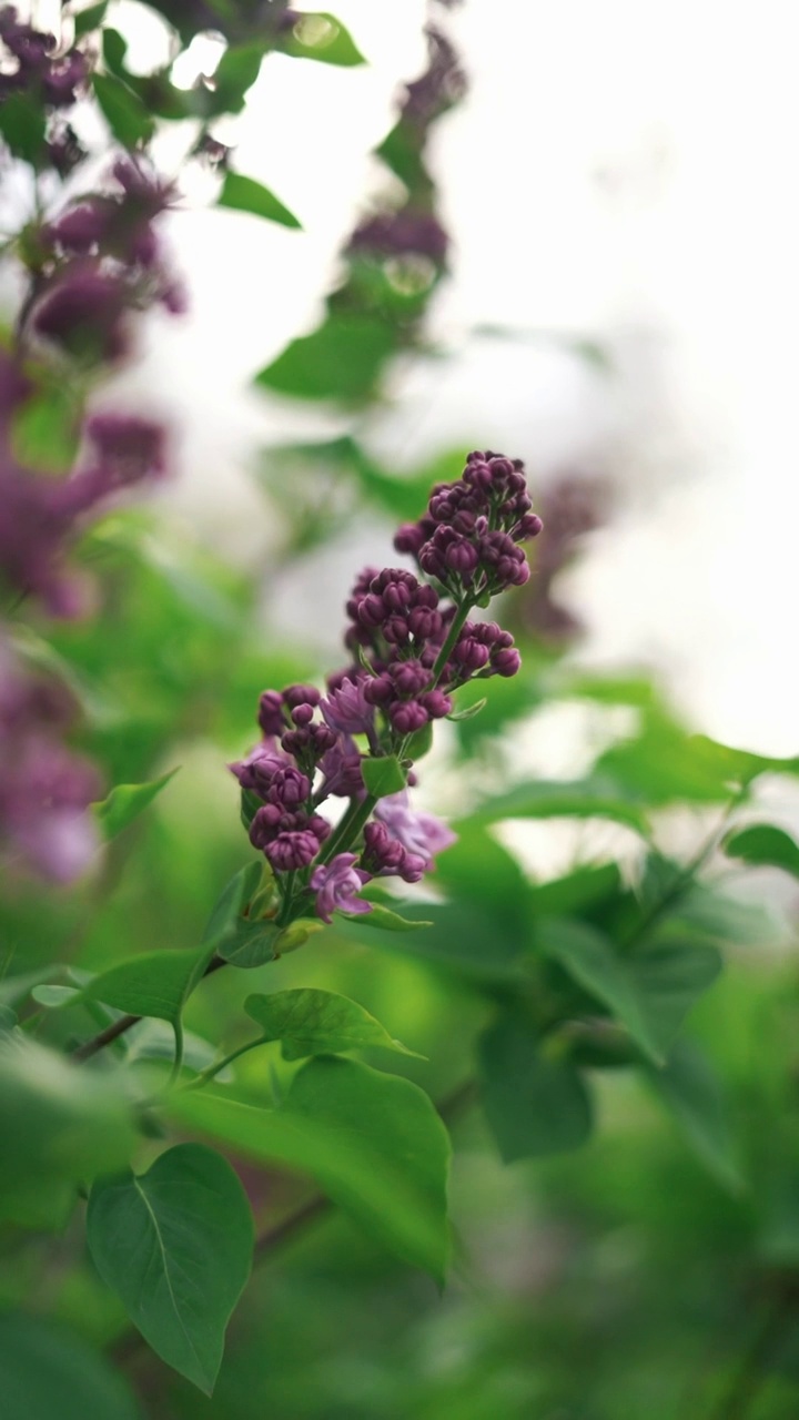 近景:春天开花的树视频素材